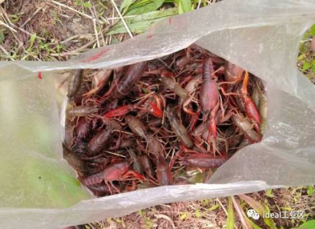 嘉定最新野钓地，科技与自然融合，垂钓新纪元开启