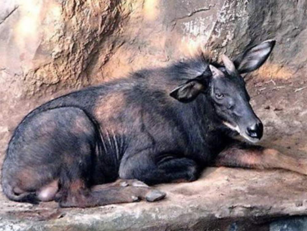 四不像正版+正版四不像凤凰,实际调研解析_NRA29.468复古版