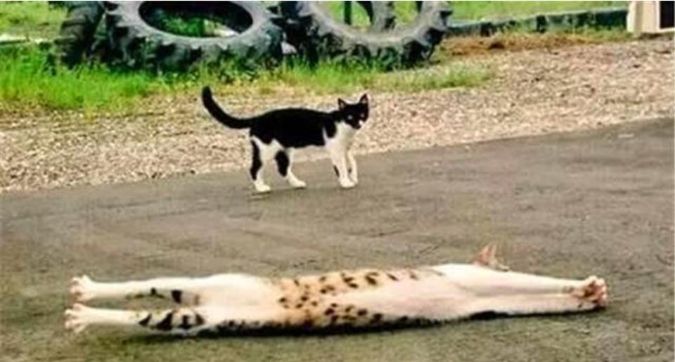 四不像正版+正版四不像凤凰,实际调研解析_NRA29.468复古版