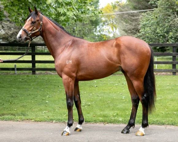 今晚澳门特马开什么号码342,动态解读分析_TVJ50.482品牌版