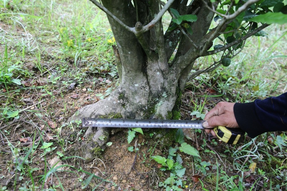 新奥资料免费精准资料群,科学分析严谨解释_KRG29.529多元文化版