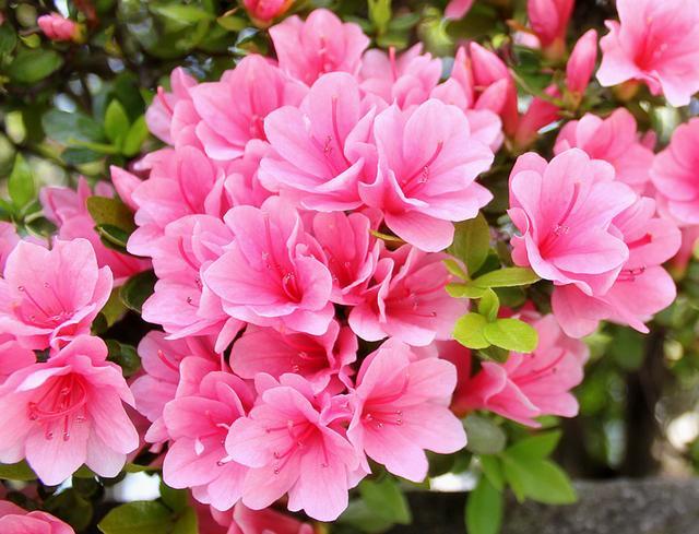 猫千草最新小说,小巷神秘特色小店的探秘之旅