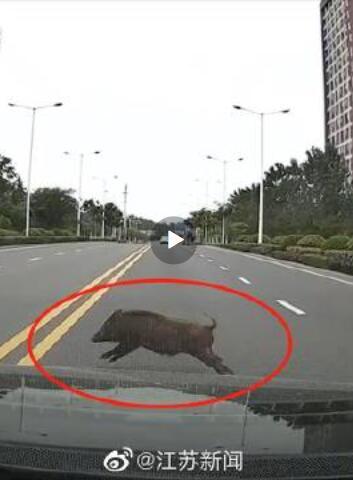 池州一高校内惊现狂奔野猪,绝对评价_BIJ50.836复古版