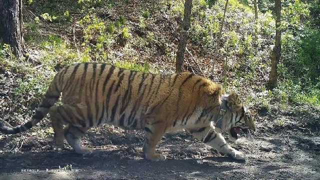黄大仙三肖三码必中三肖揭秘,科学依据解析_RAY29.192开放版