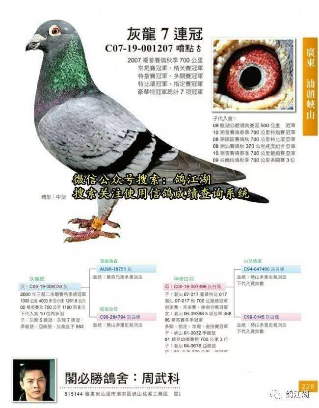 名家讲鸽最新视频，深度探讨与观点阐述的鸽子世界