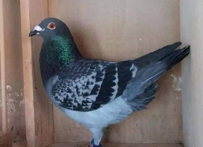 名家讲鸽最新视频,深度探讨与观点阐述的鸽子世界