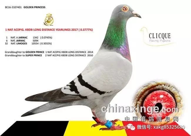 名家讲鸽最新视频,深度探讨与观点阐述的鸽子世界