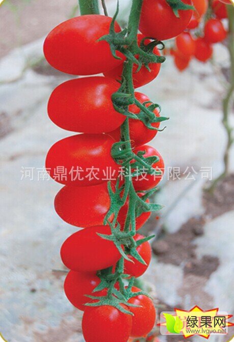 山西西红柿最新价格,市场走势与种植户收益深度解析