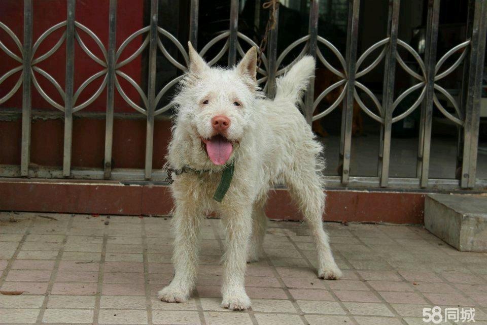 下司犬出售最新消息，全面更新犬只信息，提供优质宠物选择