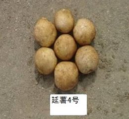 延薯四今日最新价格信息更新🍠