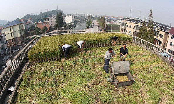 武川县顶账房最新动态解析，最新消息及其影响之我见