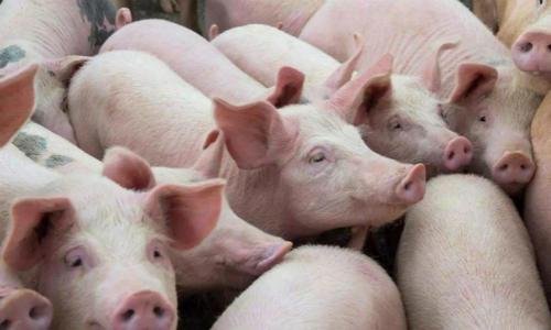 全国最新猪价行情今日更新