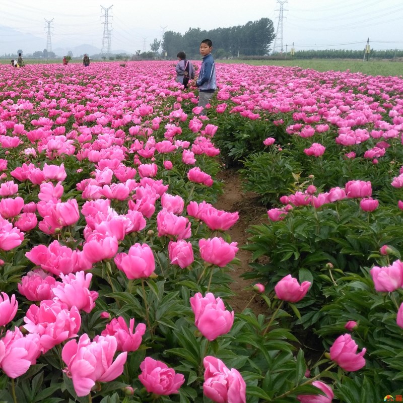 小巷深处的芍药宝藏与价格揭秘