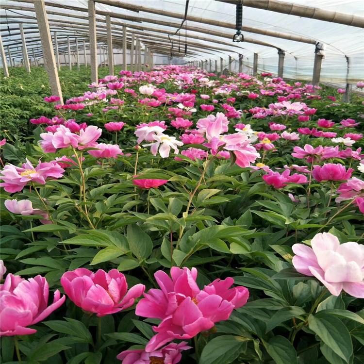 小巷深处的芍药宝藏与价格揭秘