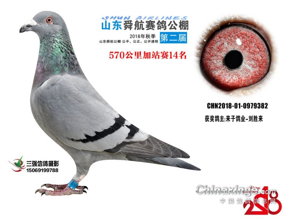 山东舜峰赛鸽公棚资讯,探讨价值与影响力