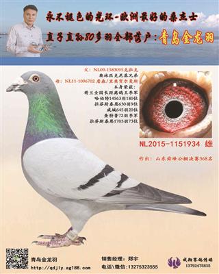 山东舜峰赛鸽公棚资讯,探讨价值与影响力