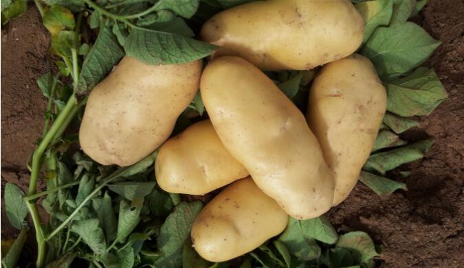 济宁土豆情缘揭秘,价格背后的温情故事与土豆情缘展望