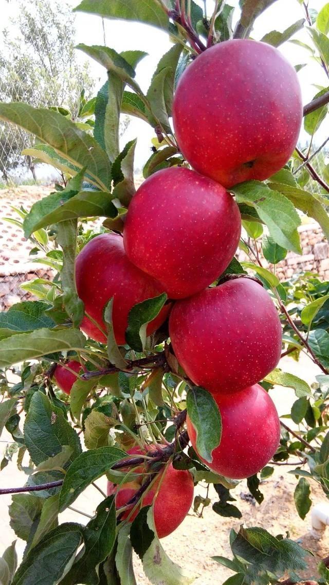 苹果新品种,变化中的奇迹,成就感的源泉