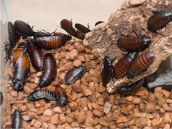 苹果新品种,变化中的奇迹,成就感的源泉