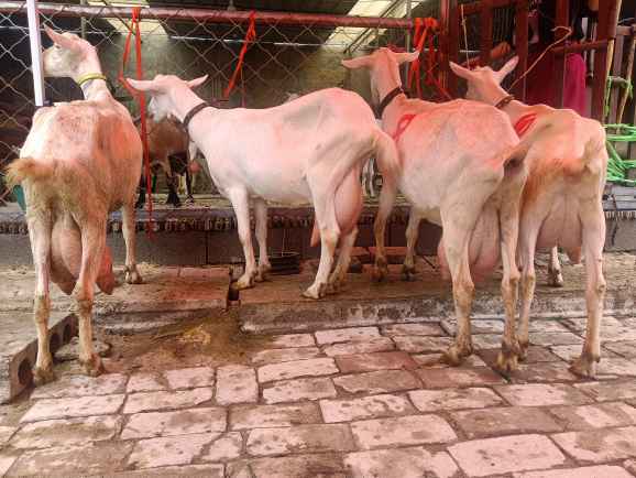 最新奶羊价格动态报告解析,市场趋势与价格走势分析!