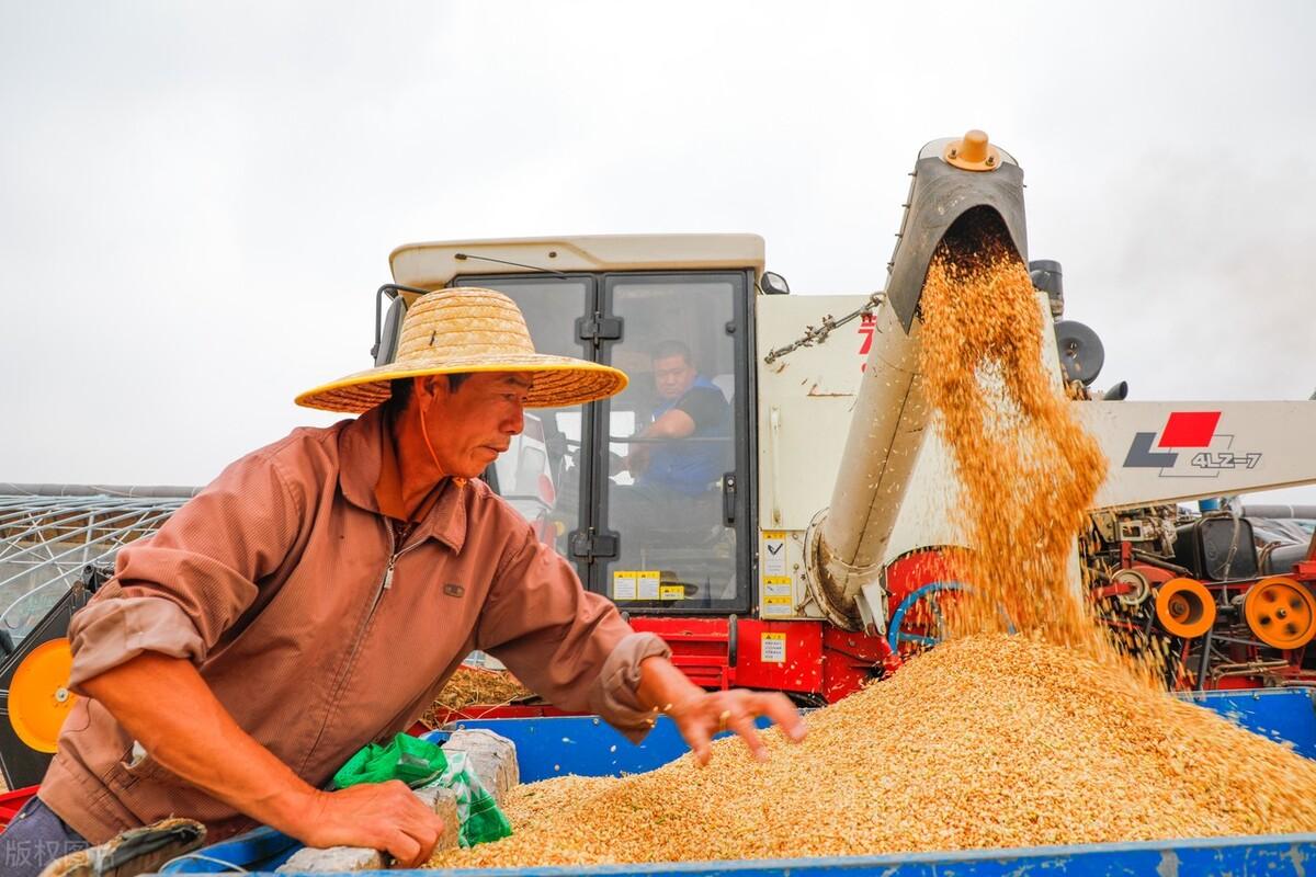 今日小麦价格行情波动中的学习,孕育自信与成就感