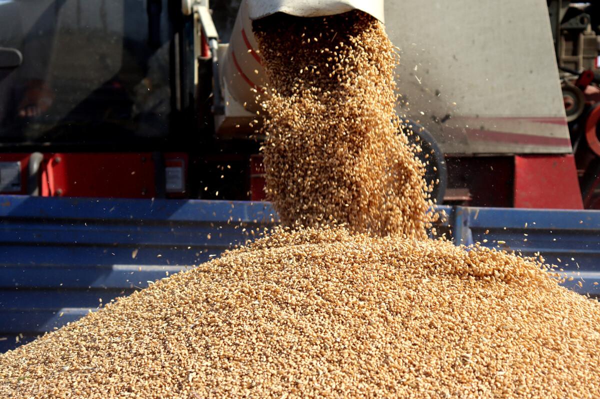 今日小麦价格行情波动中的学习,孕育自信与成就感