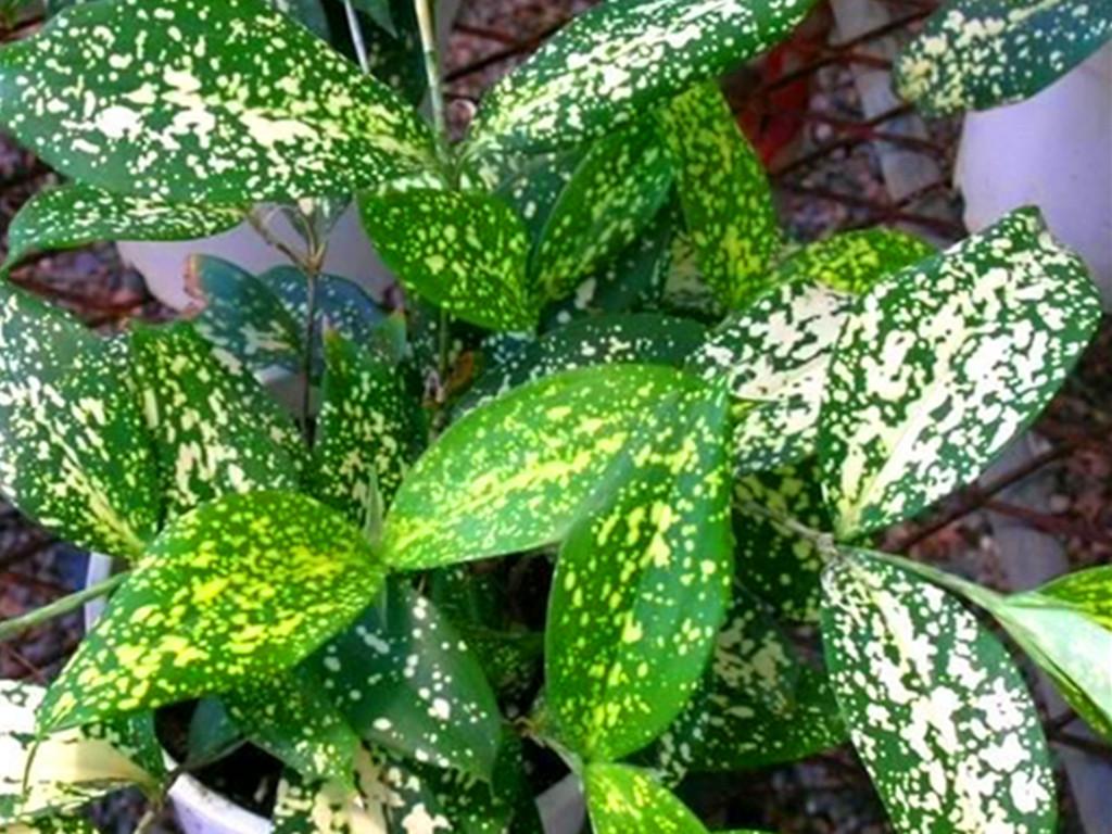 小说你的爱如星光最新章节更新速递✨