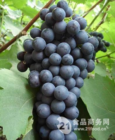 今日葡萄行情，葡萄的成长之旅与励志人生启示
