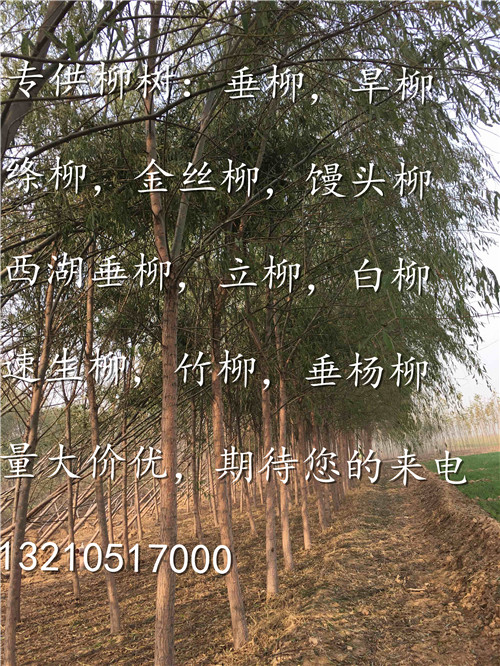 垂柳价格行情最新动态及趋势分析