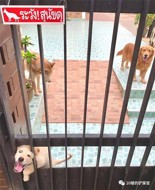 恶犬酱的最新日常分享