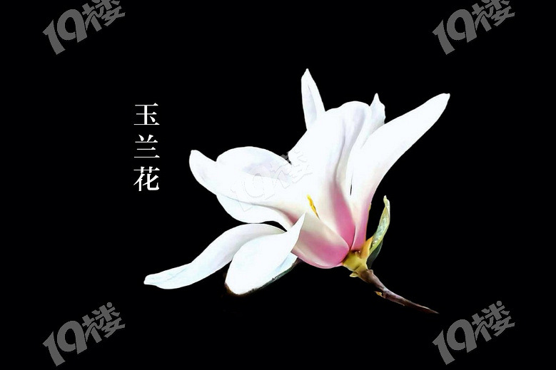 最新玉芝兰,与自然美景的邂逅与内心平和之旅