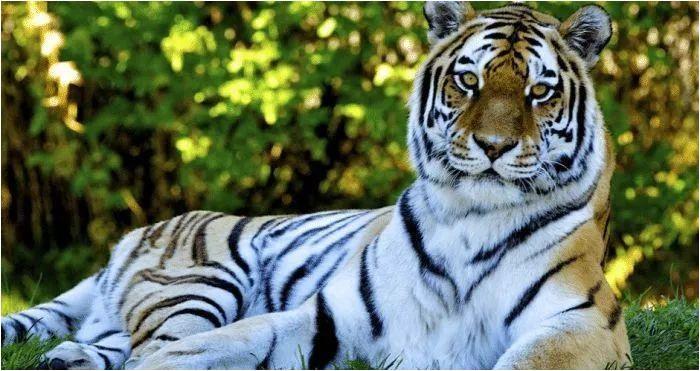 金虎最新观点分析与阐述